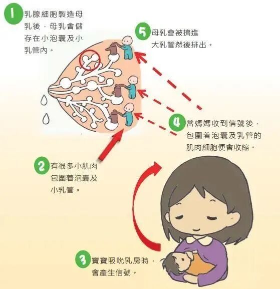 哺乳期回奶原因_影响喷乳反射因素_泌乳期产奶量