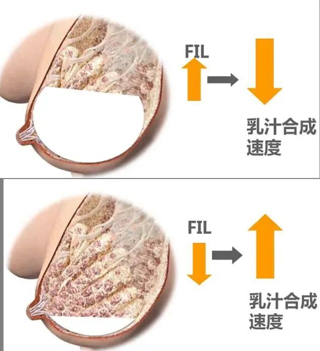 影响喷乳反射因素_泌乳期产奶量_哺乳期回奶原因