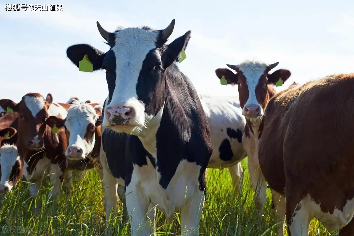 泌乳期产奶量_奶牛产奶过程详解_奶牛生理构造与繁殖