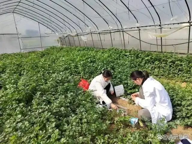 乡村振兴战略_农产品上行困境_农产品上行遇到的问题